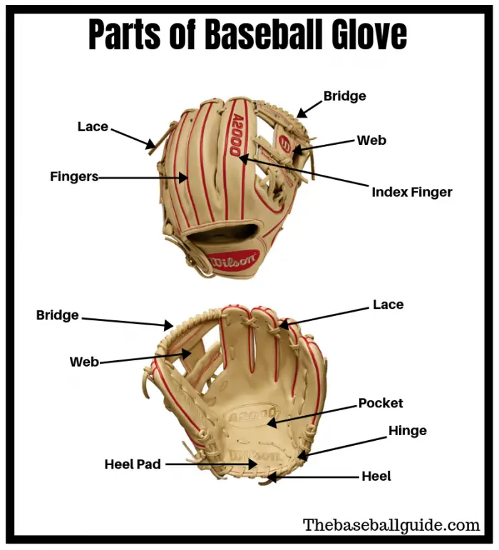 Baseball Glove Parts - Images Gloves and Descriptions ...